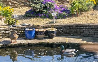 Resident ducks at Coble Cottage.