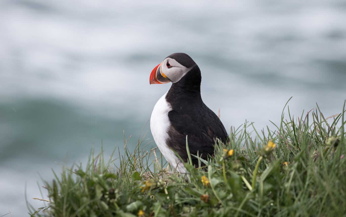 Puffin on the Farne Islands